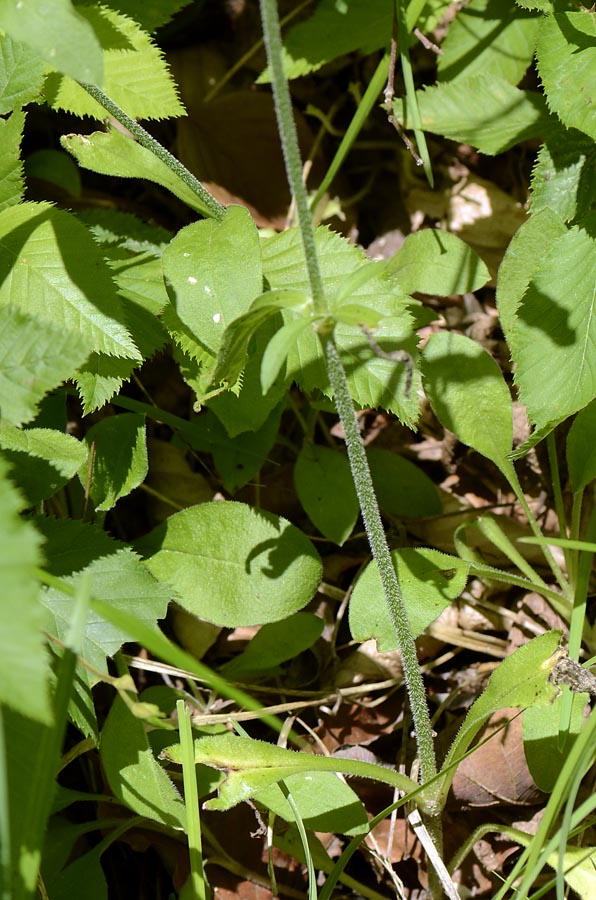 Silene nutans / Silene ciondola